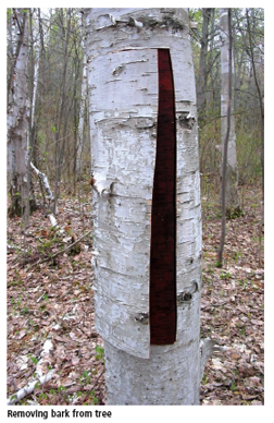 Primitive Archer  Birch Bark Quiver